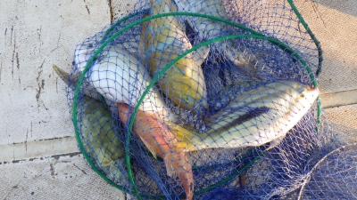 本部釣りイカダ 釣果