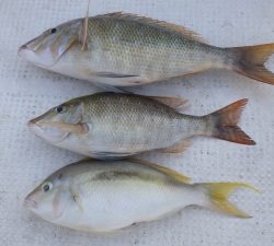 本部釣りイカダ 釣果