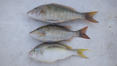 本部釣りイカダ 釣果