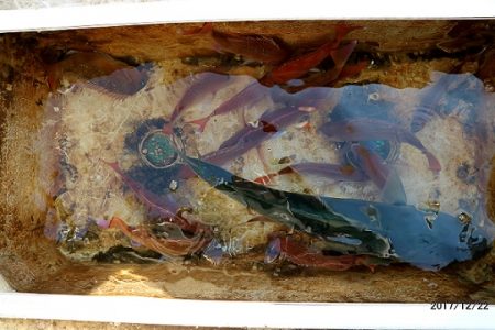 フルコンタクト 釣果