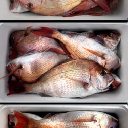 来温丸(らいおんまる) 釣果