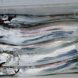 オーフリー 釣果