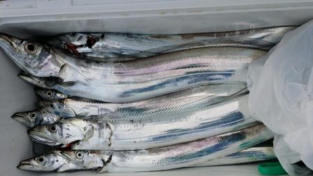 オーフリー 釣果