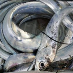 オーフリー 釣果