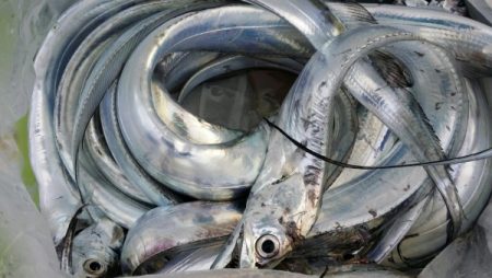 オーフリー 釣果