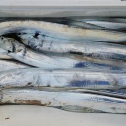 オーフリー 釣果