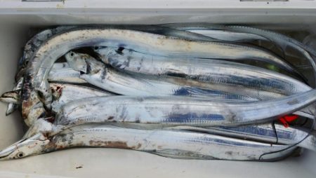 オーフリー 釣果