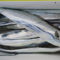 オーフリー 釣果