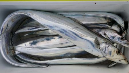 オーフリー 釣果