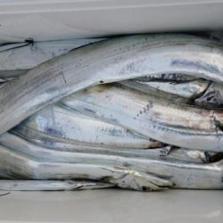 オーフリー 釣果