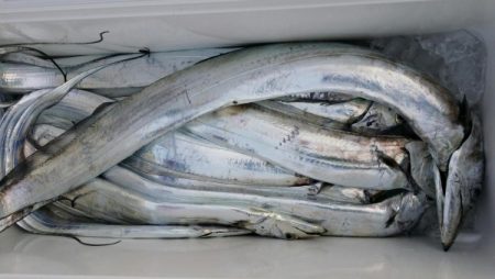 オーフリー 釣果