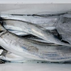 オーフリー 釣果