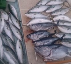 旭星釣りセンター 釣果