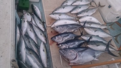 旭星釣りセンター 釣果