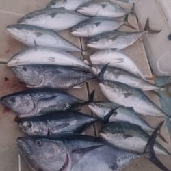 旭星釣りセンター 釣果