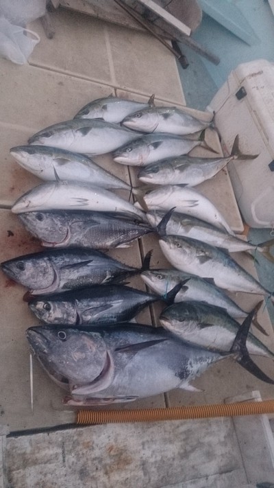 旭星釣りセンター 釣果