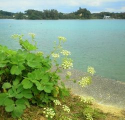 本部釣りイカダ 釣果