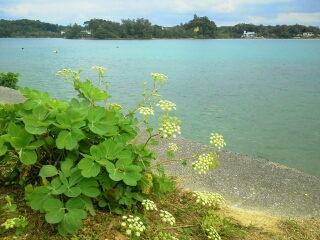 本部釣りイカダ 釣果