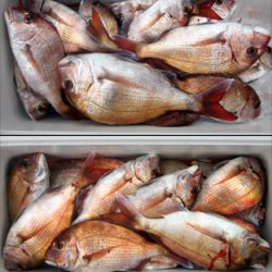 来温丸（らいおんまる） 釣果