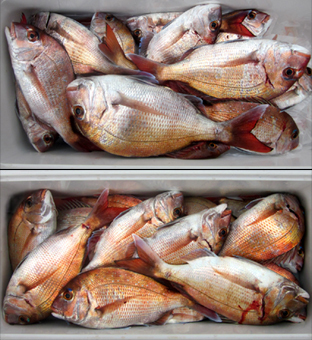 来温丸（らいおんまる） 釣果