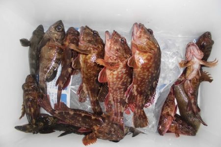 ルアー船マヒマヒ 釣果