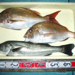 朝日丸 釣果