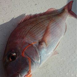 マタウマリンサービス 釣果