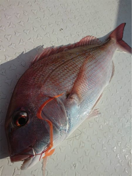 マタウマリンサービス 釣果