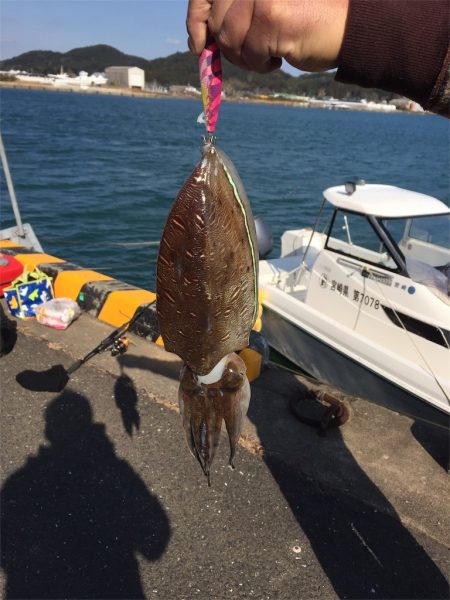 マタウマリンサービス 釣果