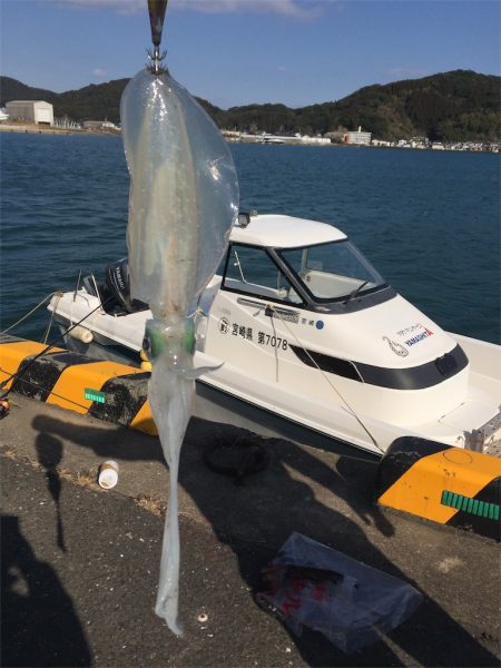 マタウマリンサービス 釣果