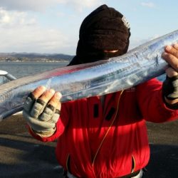 オーフリー 釣果