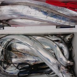 オーフリー 釣果