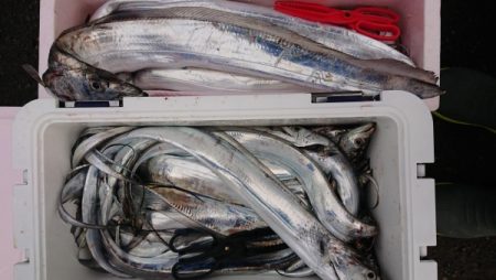 オーフリー 釣果