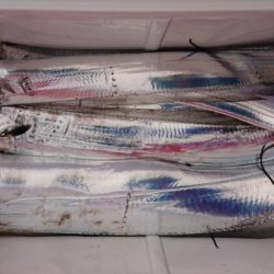 オーフリー 釣果