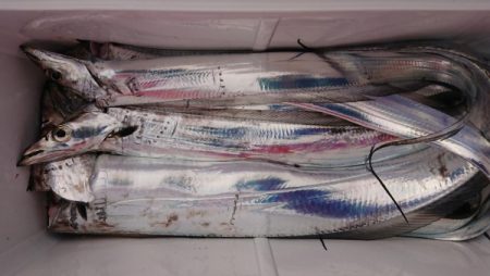 オーフリー 釣果