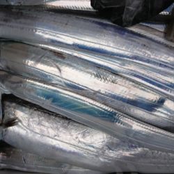 オーフリー 釣果