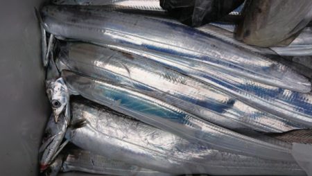 オーフリー 釣果