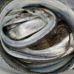 オーフリー 釣果