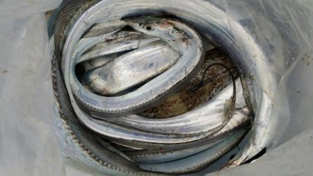 オーフリー 釣果