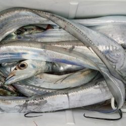 オーフリー 釣果