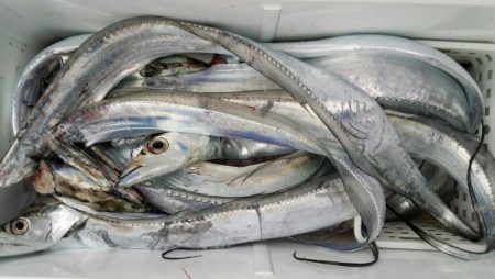 オーフリー 釣果