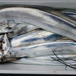 オーフリー 釣果