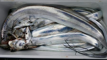 オーフリー 釣果