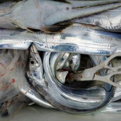 オーフリー 釣果