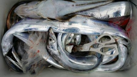 オーフリー 釣果