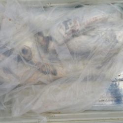 オーフリー 釣果