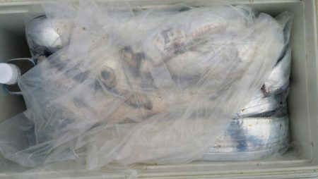 オーフリー 釣果