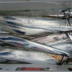 オーフリー 釣果