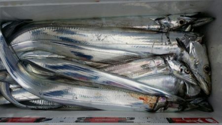 オーフリー 釣果