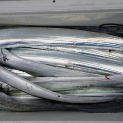 オーフリー 釣果